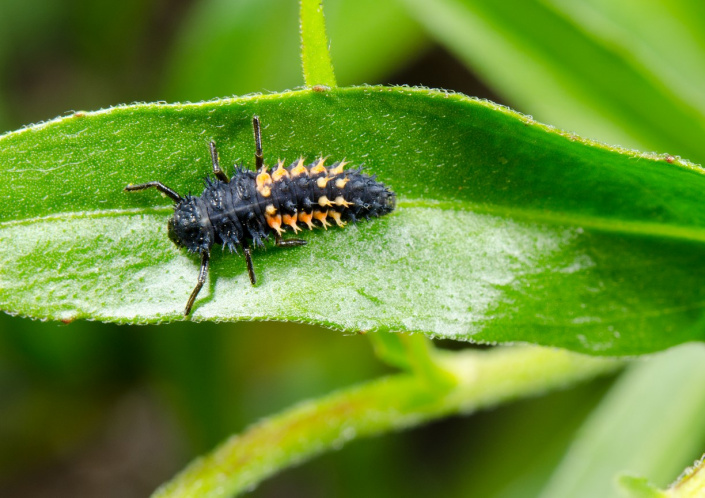 Kvíz zahradních škůdců Larva berušky
