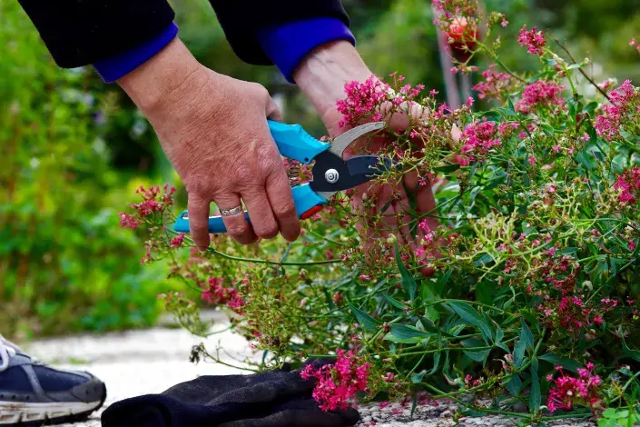Střih mavuně po odkvětu Střih mavuně po odkvětu