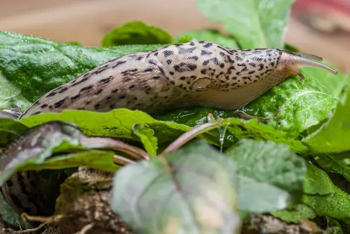 Kvíz zahradních škůdců Slimák největší