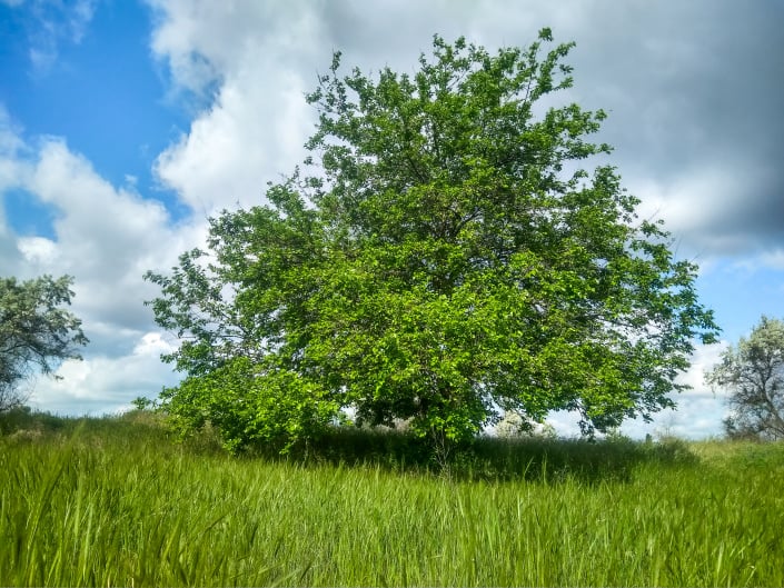Strom morušovník