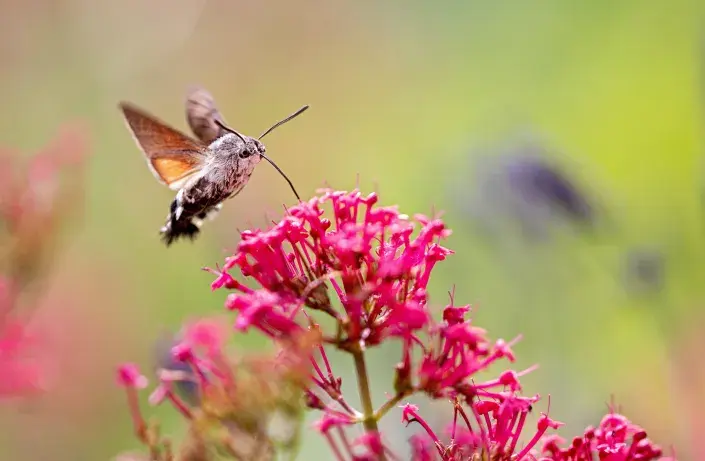 Dlouhozobka na květech mavuně Dlouhozobka na květech mavuně
