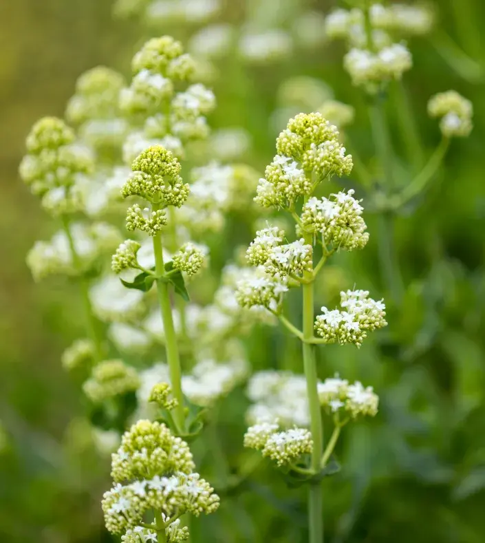 Mavuň 'Albus' Mavuň 'Albus'