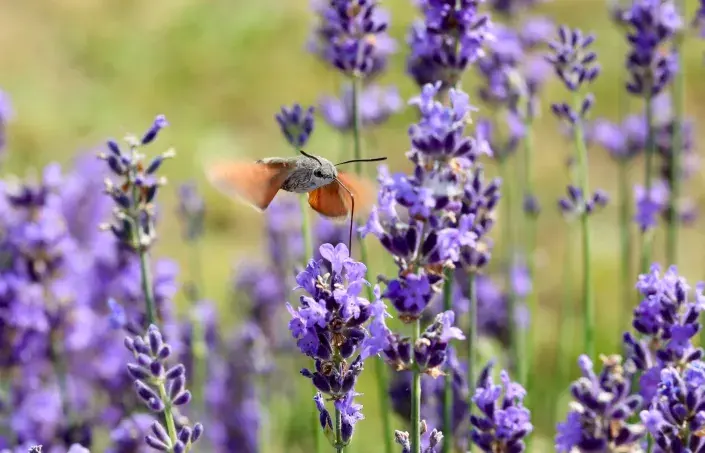 Dlouhozobka svízelová na květech levandule