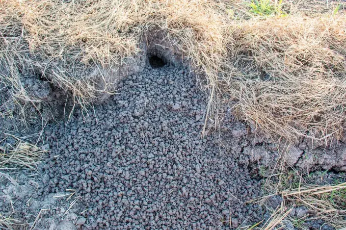 Kvíz zahradních škůdců Díry hraboše obecného