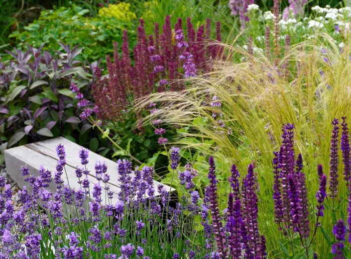 Kavyl péřovitý (Nassella tenuissima) v trvalkovém záhonu Kavyl péřovitý (Nassella tenuissima) v trvalkovém záhonu