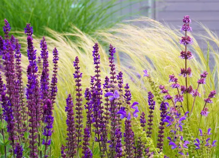 Kavyl péřovitý (Nassella tenuissima) Kavyl péřovitý (Nassella tenuissima)