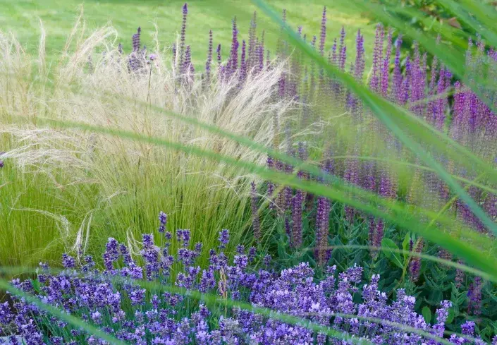 Kavyl péřovitý (Nassella tenuissima) Kavyl péřovitý (Nassella tenuissima)