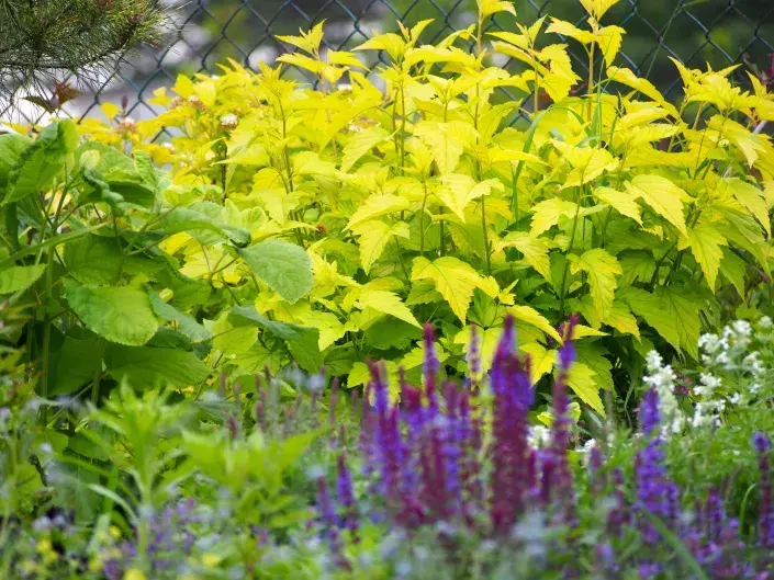 Tavola kalinolistá 'Luteus' Tavola kalinolistá 'Luteus'