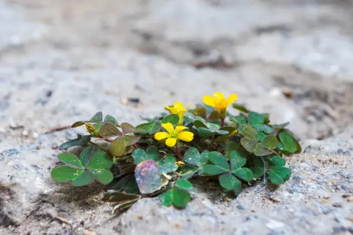 Převlečení zabijáci, plevele, co krásně kvetou Šťavel růžkatý