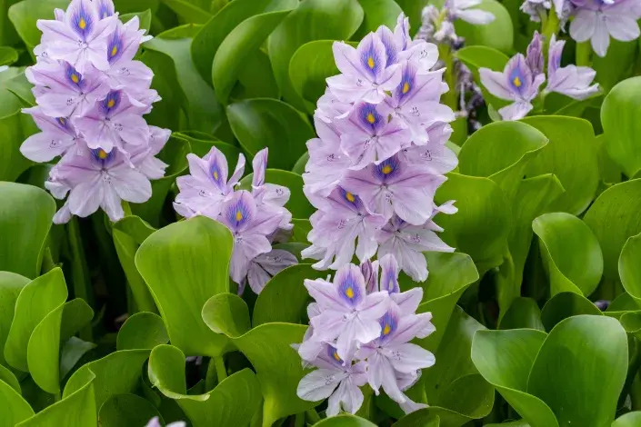 Převlečení zabijáci, plevele, co krásně kvetou Tokozelka nadmutá