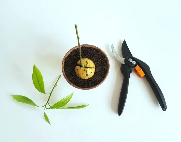 Střih avokáda Střih avokáda