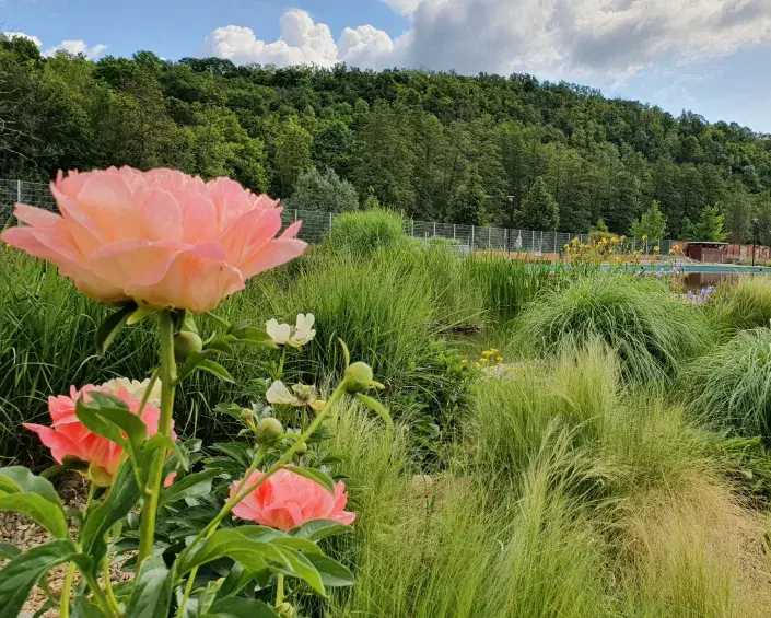Výsadby v Oslavanech Výsadby v Oslavanech