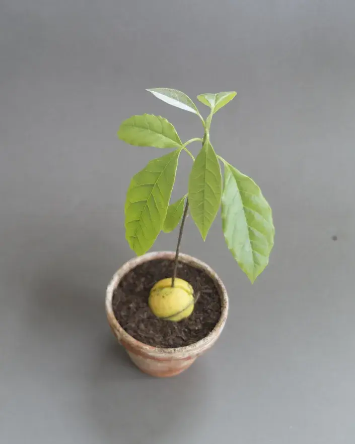 Rostlina v substrátu Stromek avokáda