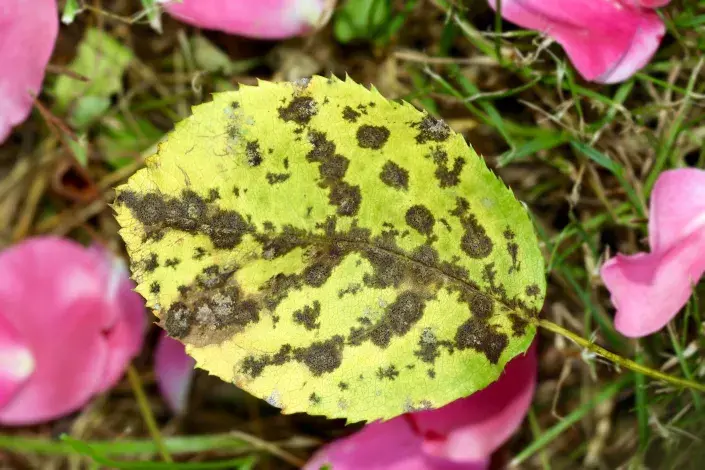 Černá skvrnitost na listu růže Černá skvrnitost na listu růže