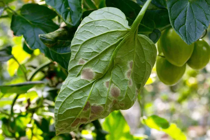 Čerň rajčatová Čerň rajčatová