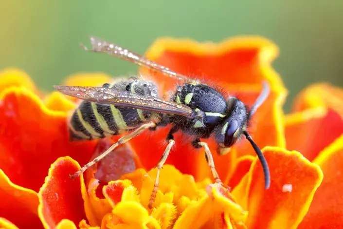 Vosa na oranžovém květu aksamitníku Vosa na oranžovém květu aksamitníku