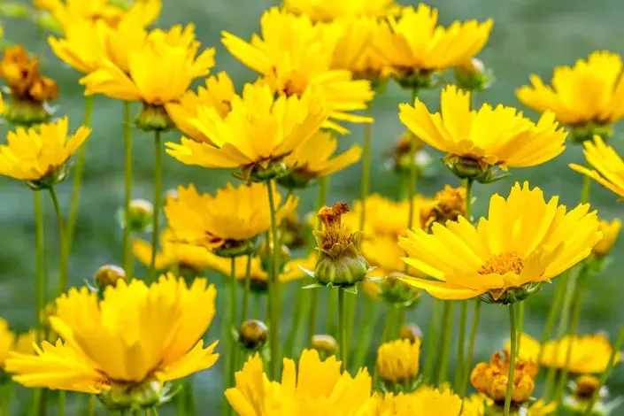 Žluté květy krásnoočka velkokvětého Žluté květy krásnoočka velkokvětého