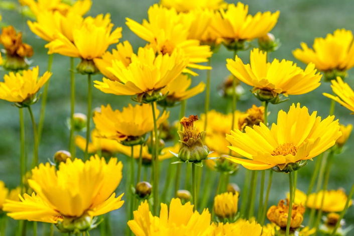 Žluté květy krásnoočka velkokvětého