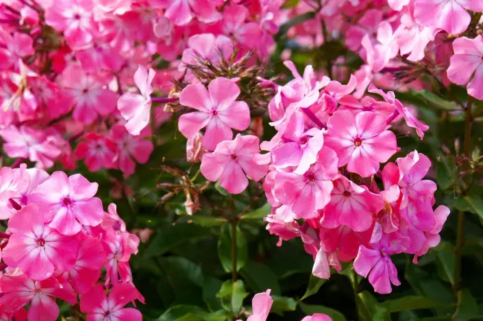 Plamenka širolistá Plamenka širolistá