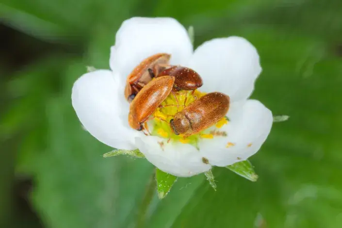 Malinovník plstnatý Malinovník plstnatý