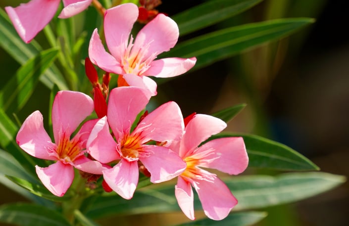 Růžové květy oleandru