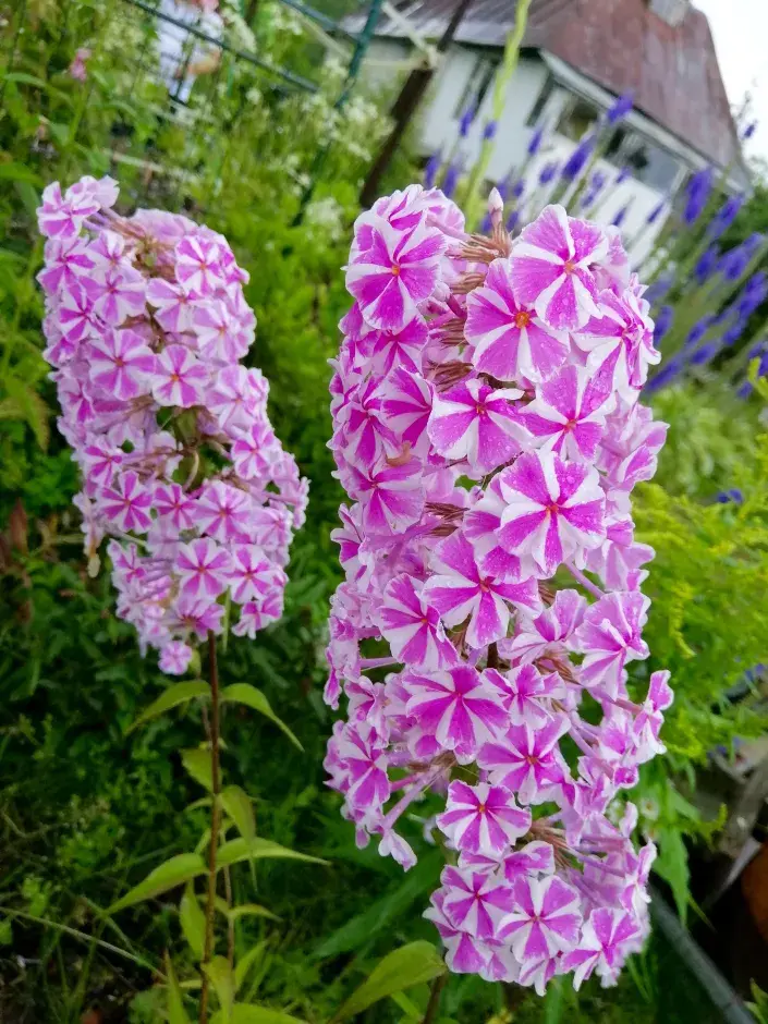 Plamenka skvrnitá 'Natasha' Plamenka skvrnitá 'Natasha'