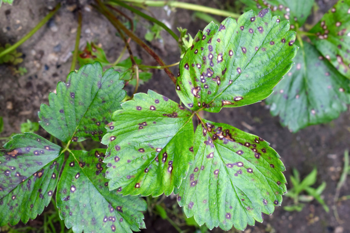 Jahodnik Skvrnite Listy (skvrny které, Mycosphaerella fragariae, skvrny mohou) Jahodnik Skvrnite Listy