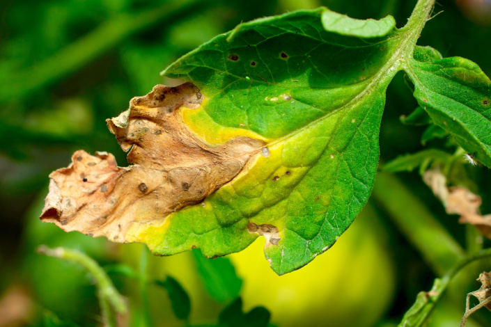 Plíseň bramborová na listu rajčete