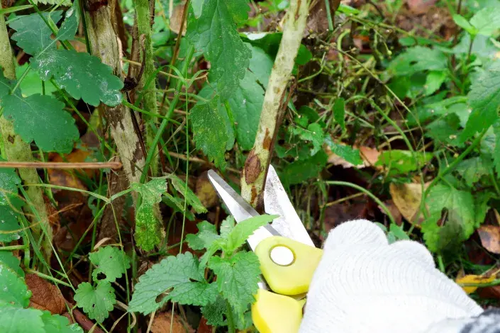 Prořezání porostu maliníku Prořezání porostu maliníku