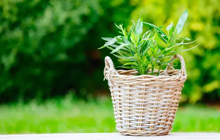 Zakořeněné řízky oleandru Zakořeněné řízky oleandru