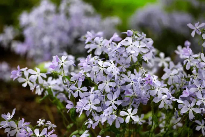 Plamenka rozkladitá Plamenka rozkladitá