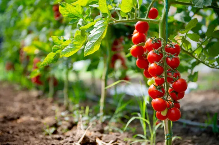 Vijan červených rajčat Vijan červených rajčat