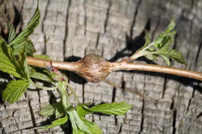 Hálka na prutu maliníku Hálka na prutu maliníku