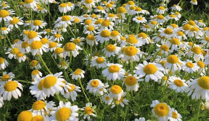 Krásný heřmánek vypěstujete kdekoliv Krásný heřmánek vypěstujete kdekoliv