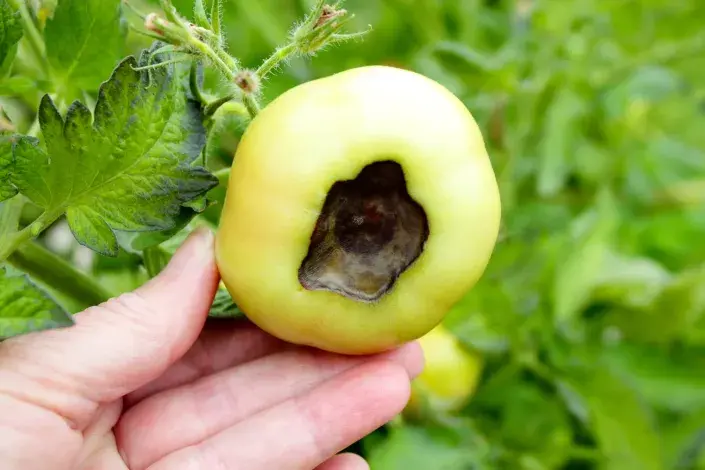 Zasychání konce rajčete Zasychání konce rajčete