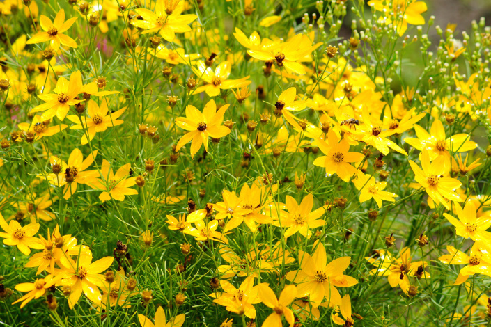 Žluté květy krásnoočka přeslenitého