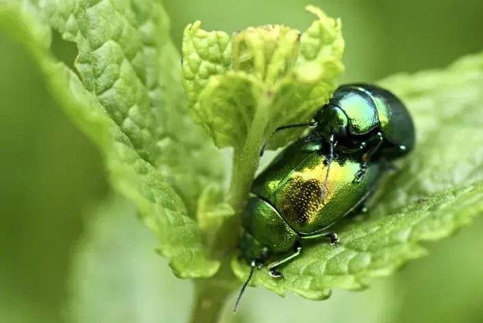 Mandelinka mátová Mandelinka mátová