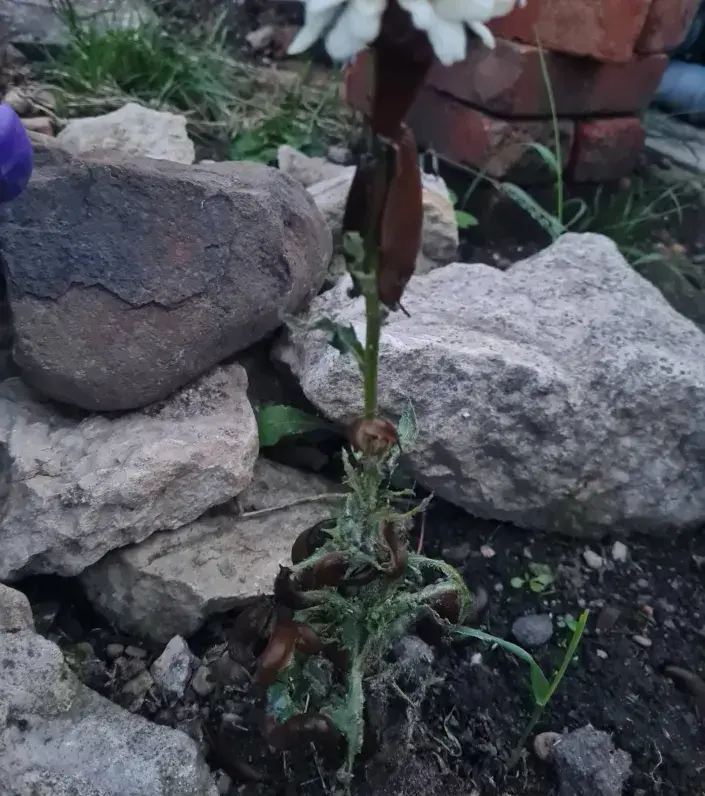 Slimáci tři O Slimáci na kopretině