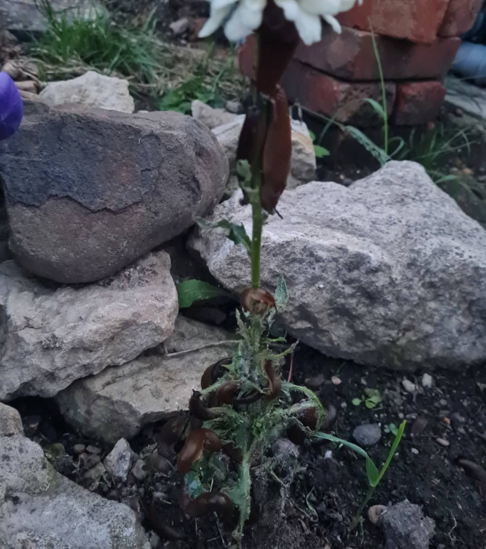 Slimáci tři O Slimáci na kopretině