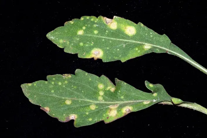 Sněť bílá na listech kokardy Sněť bílá na listech kokardy