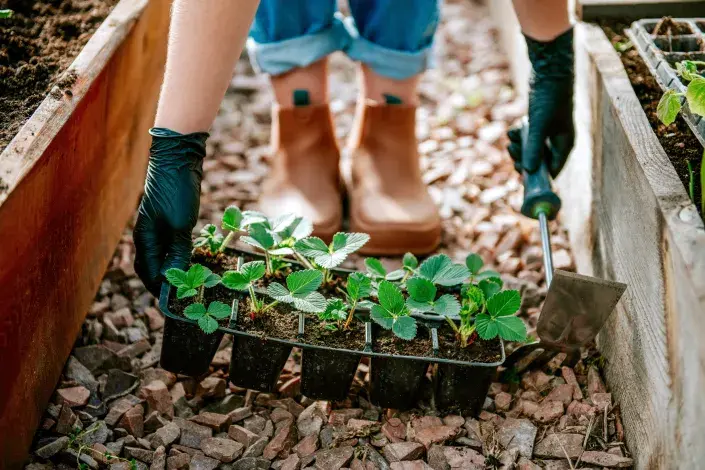 Sazenice jahodníku Sazenice jahodníku