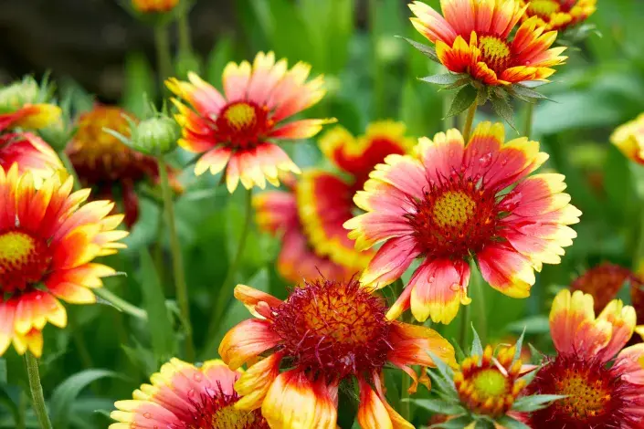 Kokarda sličná Kokarda sličná