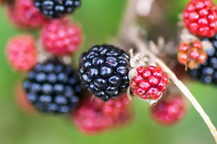 Zralé a nezralé ostružiny Zralé a nezralé ostružiny