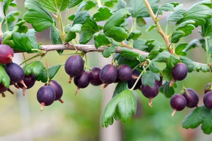 Větévka angreštu s plody Větévka angreštu s plody