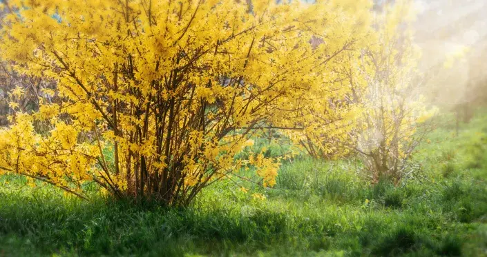 Kvíz kvetoucí keře Zlatice