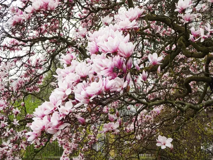 Kvíz kvetoucí keře Šácholan, magnolie