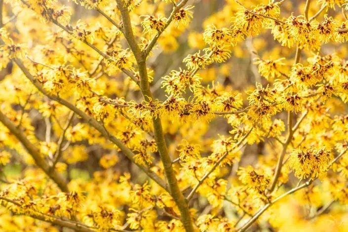 Kvíz kvetoucí keře Vilín