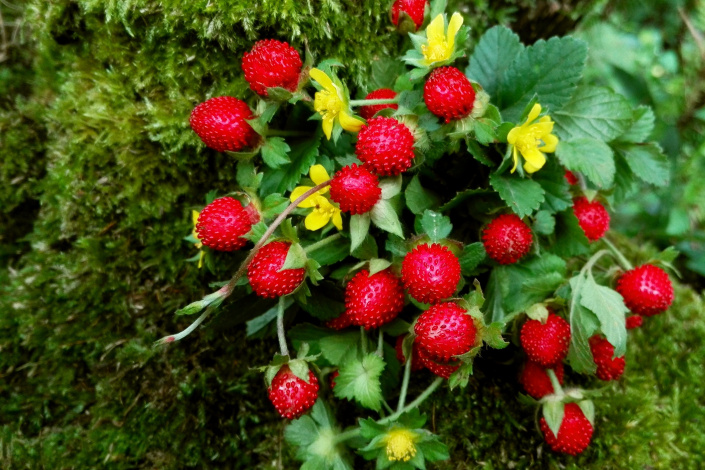 Jahodka indická, žluté květy a červené plody