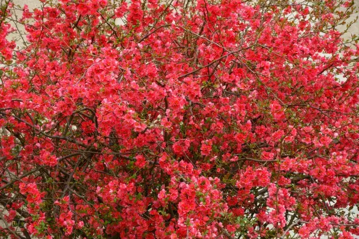 Kvíz kvetoucí keře Kdoulovec