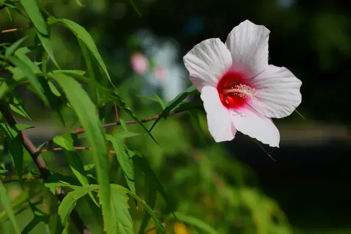 Kvíz kvetoucí keře Ibišek syrský